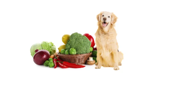 “Golden Retriever with assorted fresh vegetables like broccoli, lettuce, red peppers, and onions showing healthy food options for dogs.”