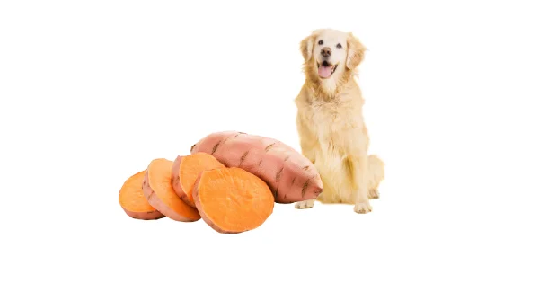 can dogs often sweet potatoes